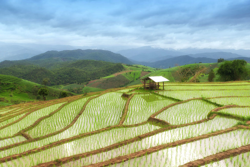Terraced rice field in Chiang Mai, Thailand. Credit: Prasit Rodphan / Alamy Stock Photo. F0158N
