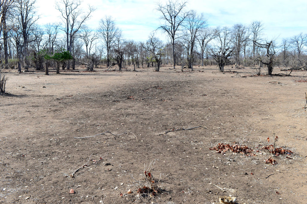Leafless Mopane trees during a drought in Eastern Zimbabwe. Credit: Afripics / Alamy Stock Photo. H8M093