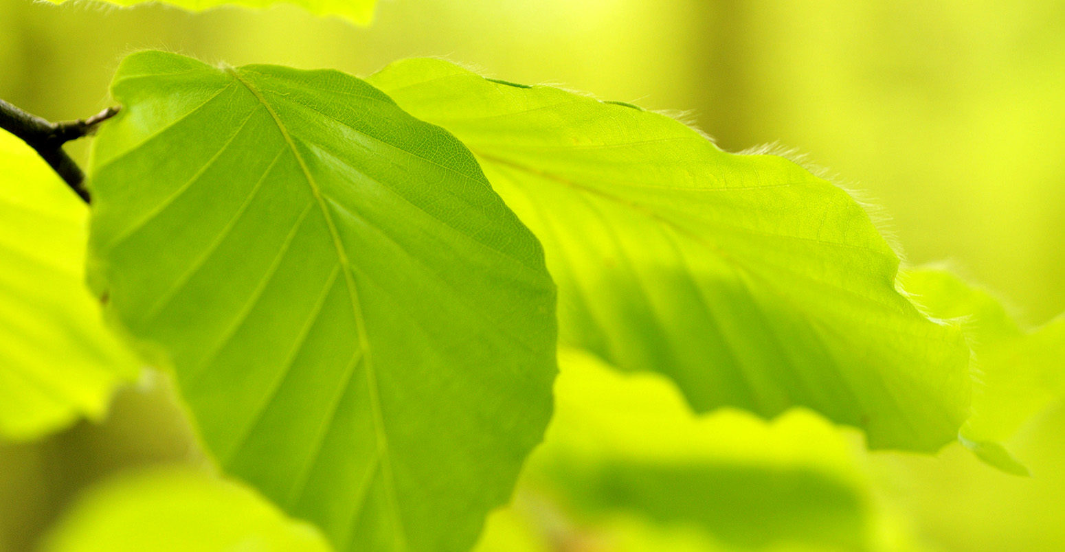 Close-up of young beech leaves. Credit: Carpe Diem - Flora / Alamy Stock Photo. C34E5A