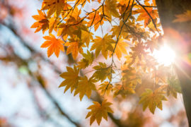 Autumn leaves. Credit: Vichaya Kiatying-Angsulee / Alamy Stock Photo. G8MN0T