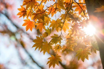 Autumn leaves. Credit: Vichaya Kiatying-Angsulee / Alamy Stock Photo. G8MN0T