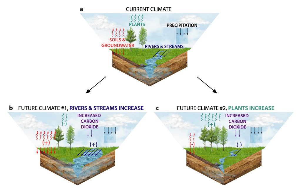 Illustration of moisture balance at the land surface in the present and future. Images show movement of moisture between incoming rainfall (black), transpiration from plants (green), groundwater storage and evaporation from soils (red), and surface runoff (blue). Images show a) current climate, b) a future where high CO2 and closed plant stomata decrease transpiration and increasing soil water and runoff, and c) a future where soil water and runoff decrease as longer and warmer growing seasons and CO2 fertilisation increase ecosystem water demands, leading to reductions in soil water and runoff. Source: Mankin et al. (2019).