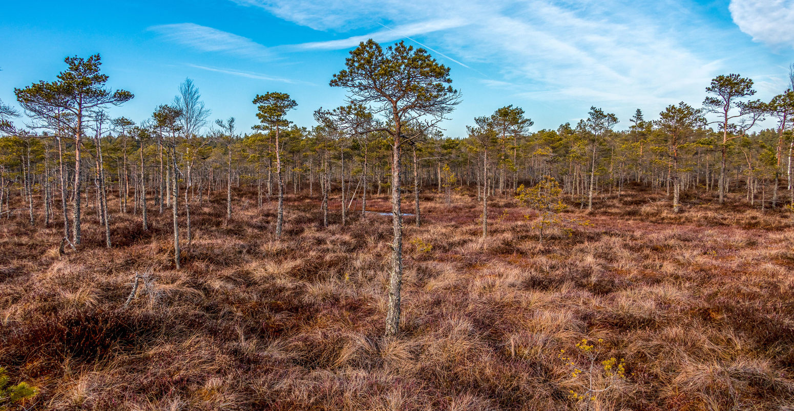 Kemeri national park, Latvia, Northern Europe: Scenic landscape of Kemeri Great swamp with autumn colored flora of winter swamp moorland at sunny wint Credit: Jekaterina Sahmanova / Alamy Stock Photo