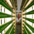 A chemicals assistant inspects the photoreactor for growing of microalgae at Institute for Proceeding of Cereals (IGV) in Bergholz-Rehbruecke, Germany Credit: dpa picture alliance archive / Alamy Stock Photo