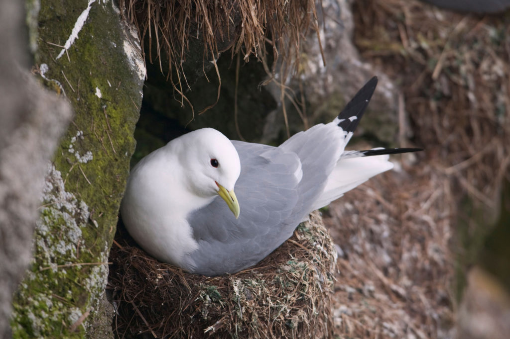 Black-legged Kittiwake nesting on St. Paul Island, Pribilof Islands, Bering Sea, Southwest Alaska. Credit: Design Pics Inc / Alamy Stock Photo