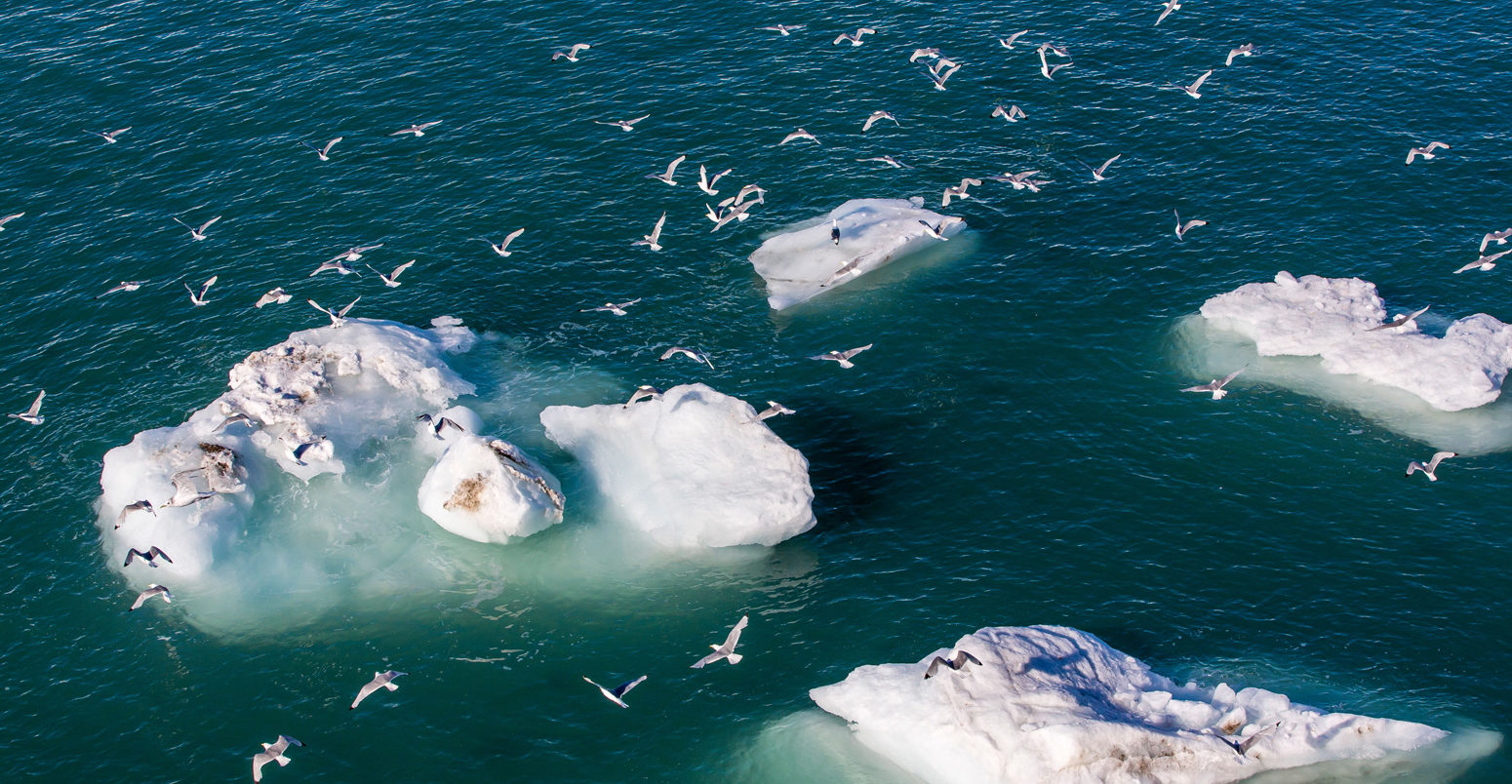 Adult black-legged kittiwakes (Rissa tridactyla), Svalbard Archipelago, Barents Sea, Norway. Credit: robertharding / Alamy Stock Photo