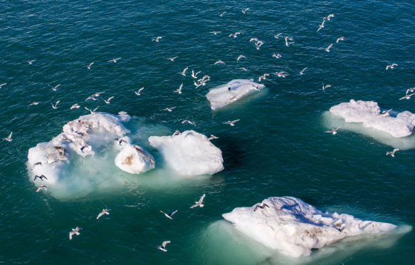 Adult black-legged kittiwakes (Rissa tridactyla), Svalbard Archipelago, Barents Sea, Norway. Credit: robertharding / Alamy Stock Photo
