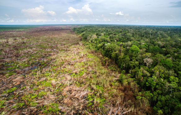 Deforestation in Tanjung Puting National Park, Borneo, Indonesia. Credit: Minden Pictures / Alamy Stock Photo. H87759