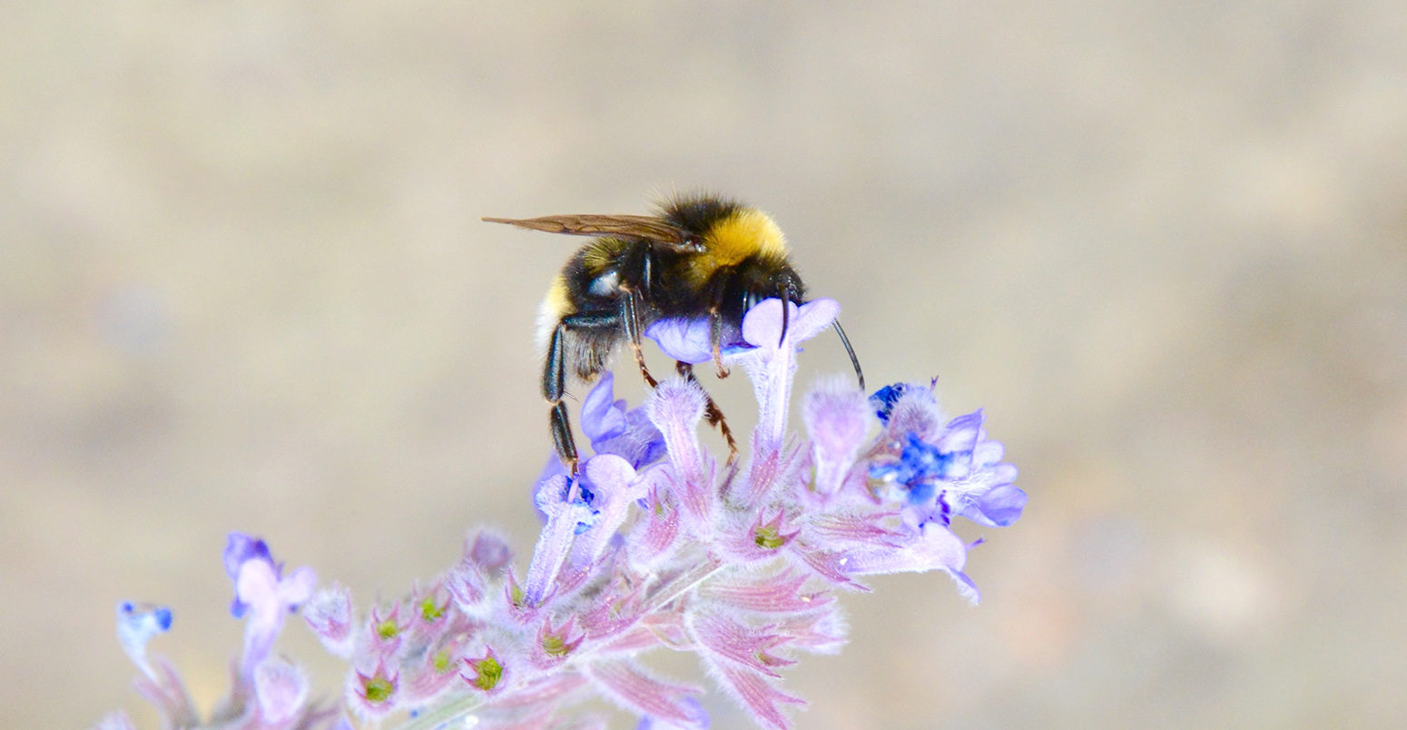 Bombus terrestris on flower. Credit: Prof Jeremy Kerr.