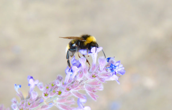 Bombus terrestris on flower. Credit: Prof Jeremy Kerr.