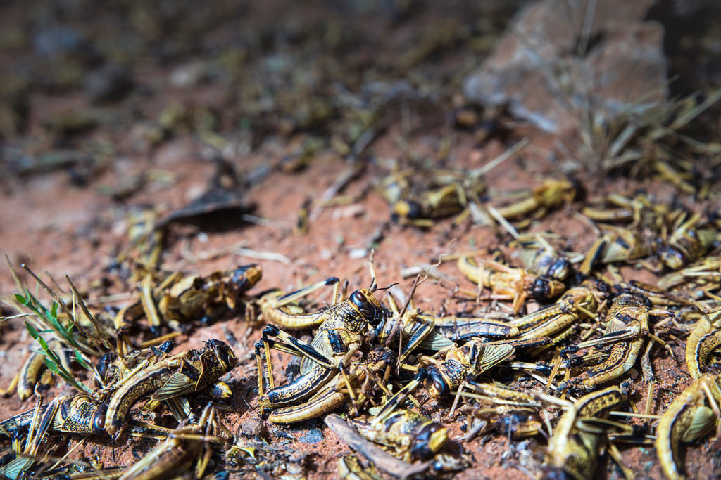 The impact of the locust invasion around Shilabo, Ogaden, Somali region in Ethiopia. Many locust have died as a result of spraying. Ethiopia, Shilabo, December 2019

