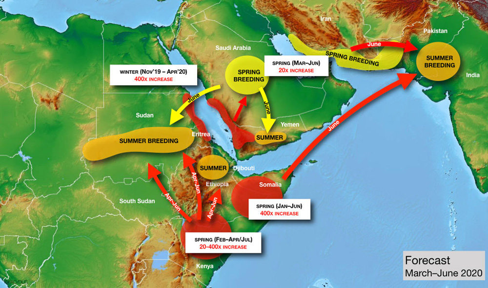 Forecast for locust swarm spread from March to June 2020. Credit: FAO Locust Watch
