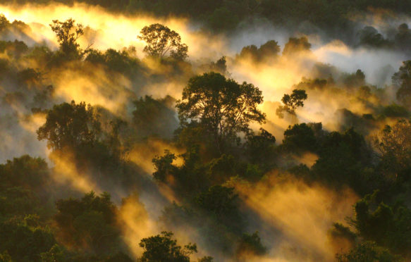 Amazon forest canopy at dawn, Brazil. Credit: Dr Peter Vander Sleen.