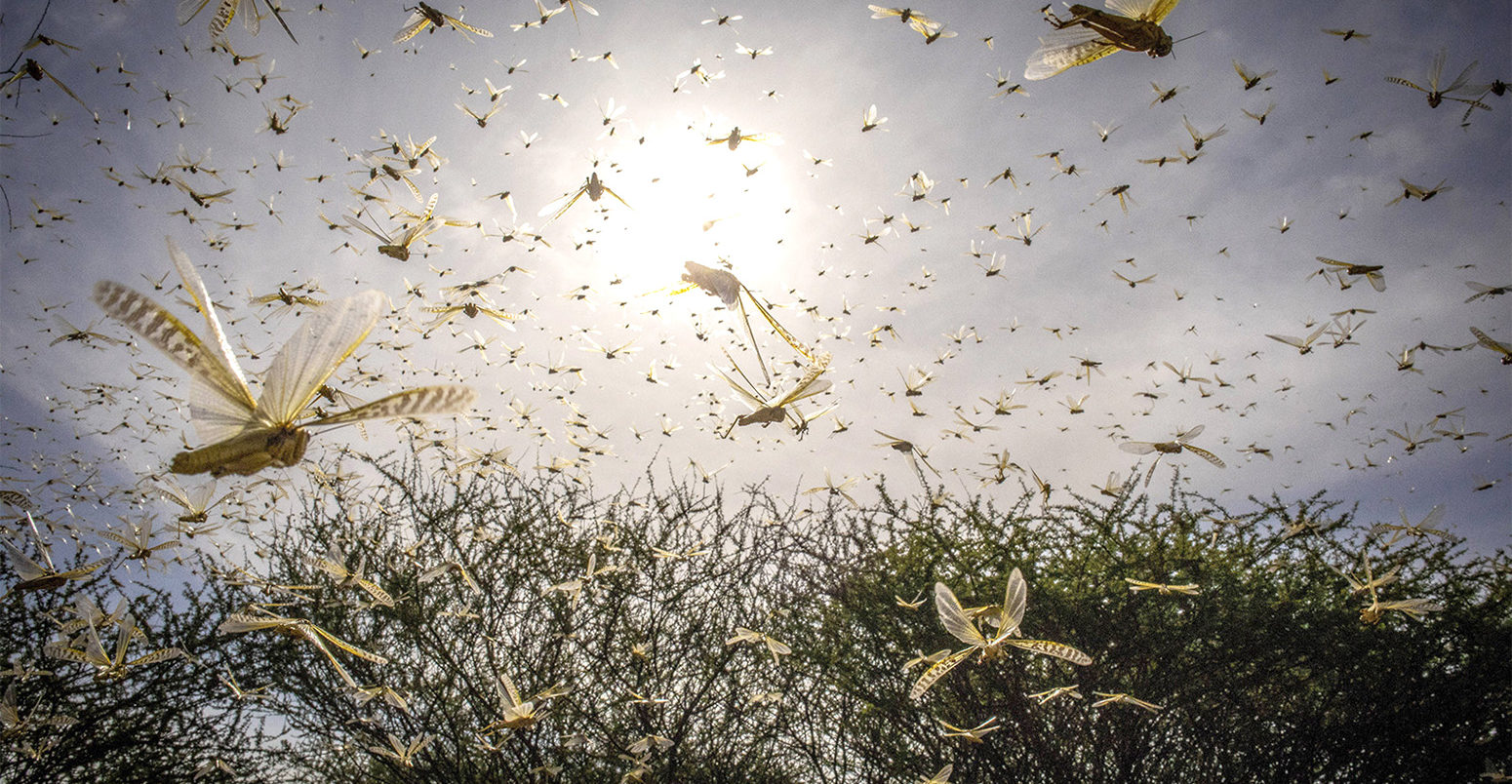 A desert locust swarm in Ololokwe, Kenya, 22 January 2020. Credit: FAO/Sven Torfinn.