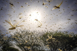 A desert locust swarm in Ololokwe, Kenya, 22 January 2020. Credit: FAO/Sven Torfinn.