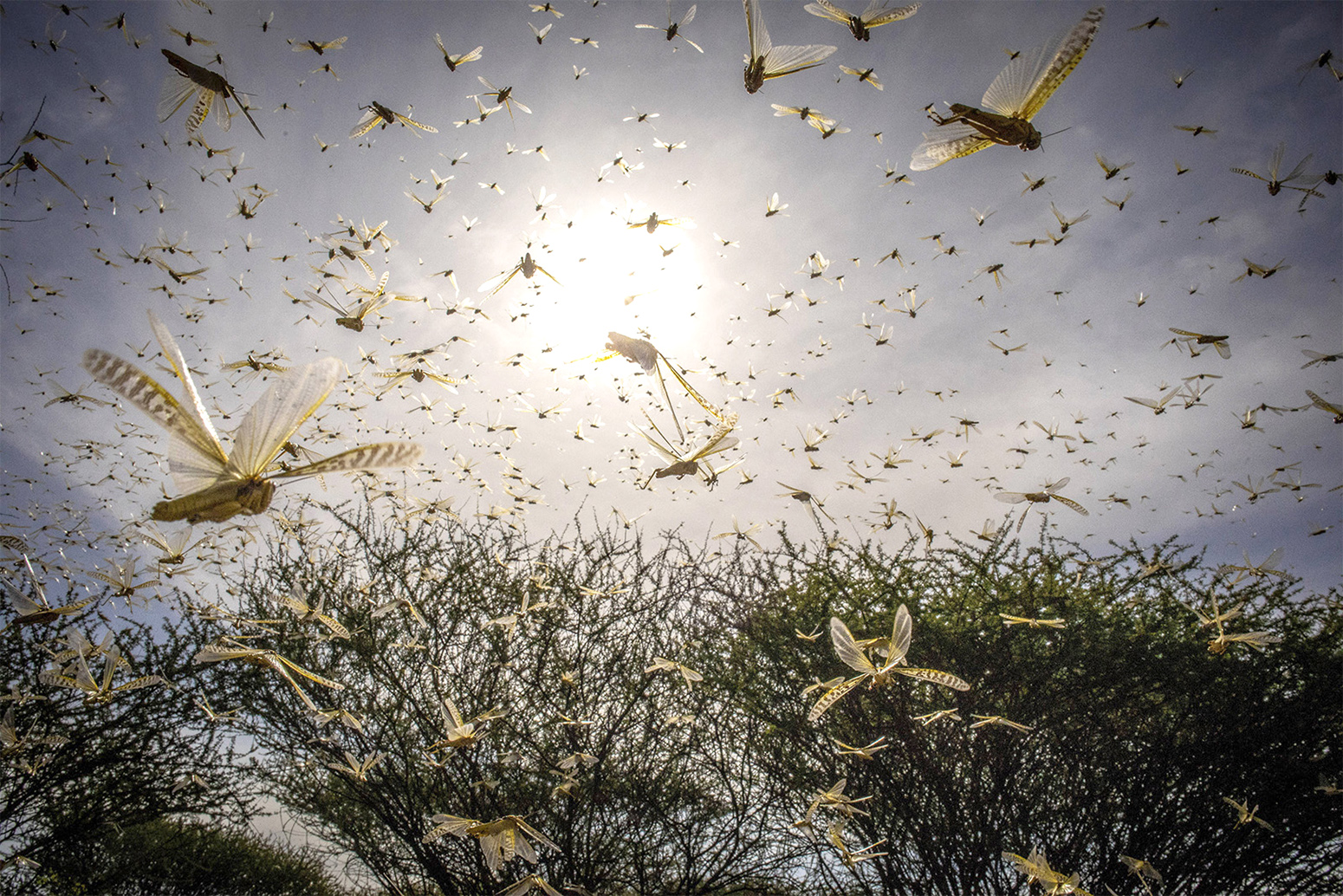 locust swarm gif