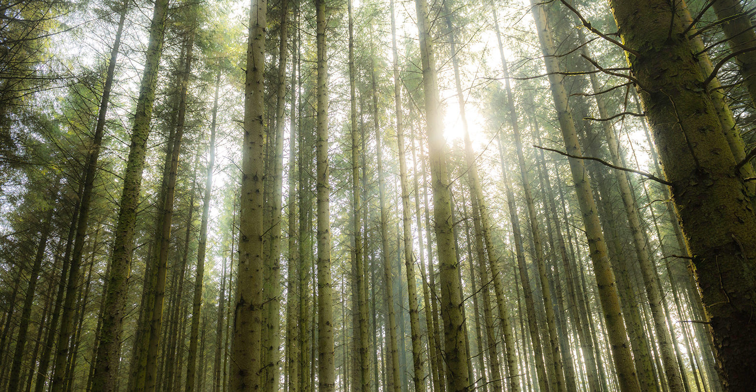 Sunlight streaming through the trees at Dinas Forest, timber plantation, Ponterwyd, Ceredigion Wales UK