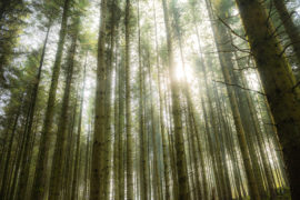 Sunlight streaming through the trees at Dinas Forest, timber plantation, Ponterwyd, Ceredigion Wales UK