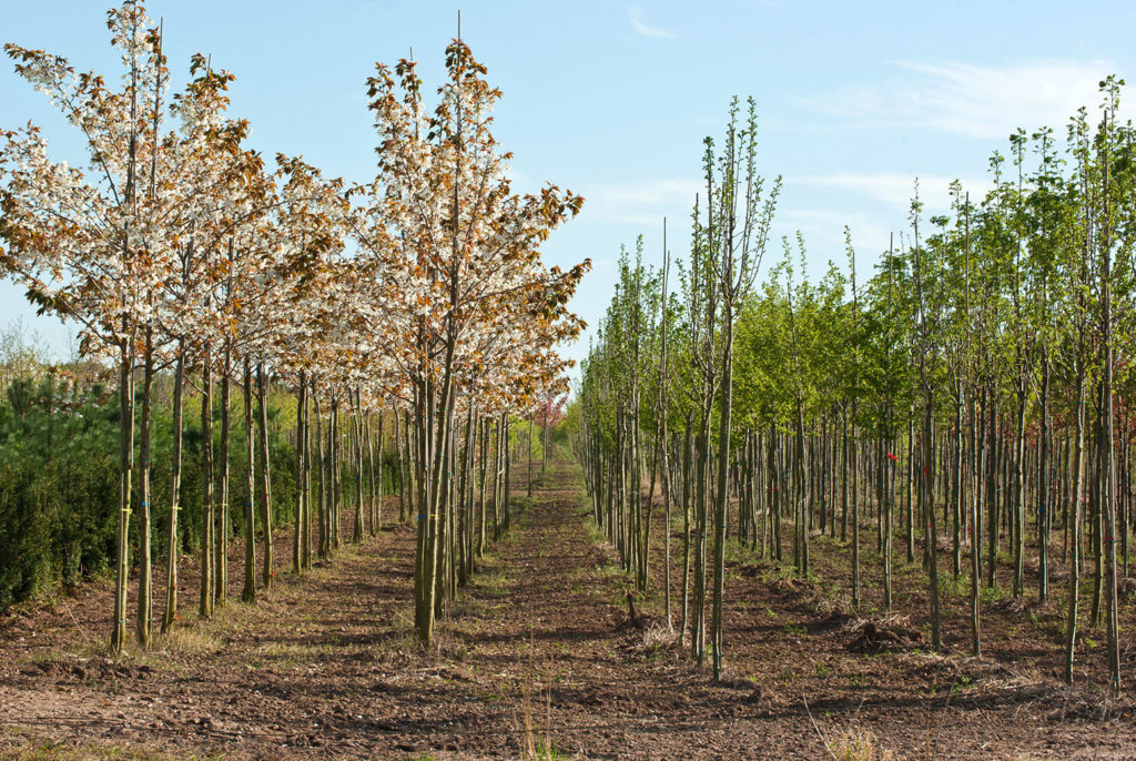 A tree nursery in Nottinghamshire, UK. Credit: Alan Pembleton / Alamy Stock Photo. E9WME5