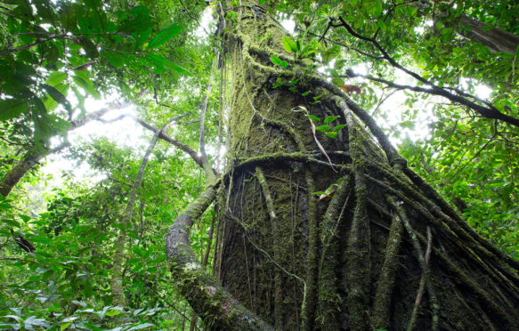 Undergrowth of tropical forest, Barro Colorado Island, Panama. Credit: Biosphoto / Alamy Stock Photo.