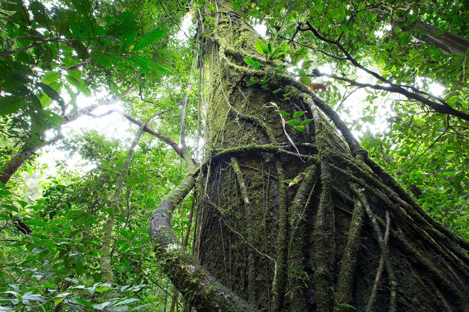 tropical-forest-panama-EY5T0K