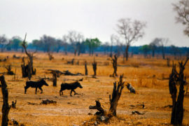 Drought In Hilapgwa Valley, Zambia. Credit: Art Directors & TRIP / Alamy Stock Photo
