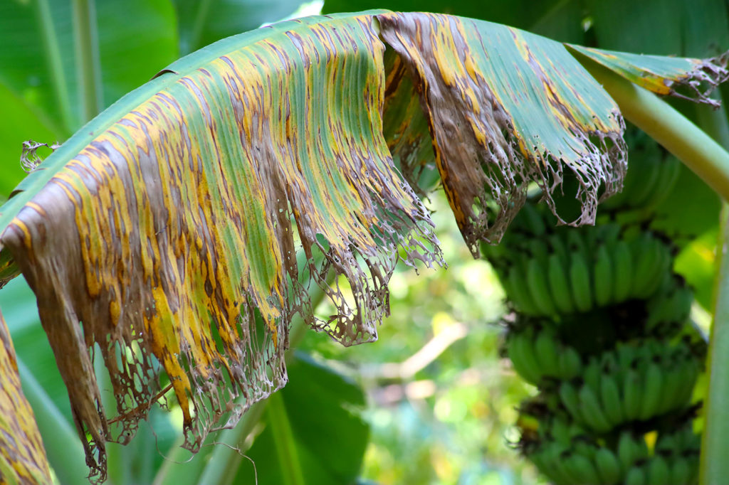 Banana tree displaying symptoms of black sigatoka. Credit: AePar / Alamy Stock Photo. 2AH1H02