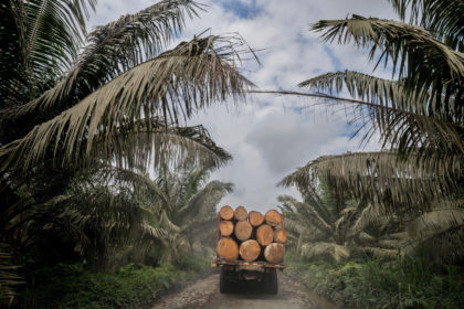 Palm oil crops and deforestation in the Choco Esmeraldas, Ecuador. Credit: Nature Picture Library / Alamy Stock Photo