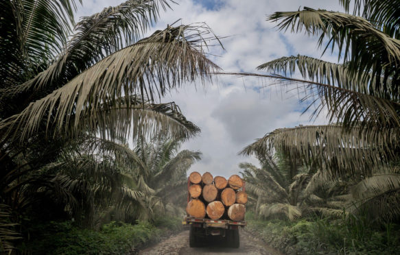 Palm oil crops and deforestation in the Choco Esmeraldas, Ecuador. Credit: Nature Picture Library / Alamy Stock Photo