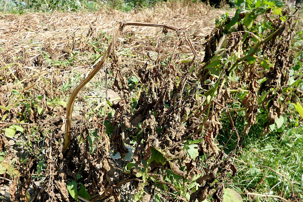 Signs of potato blight (Phytophthora infestans). Credit: Danler / Alamy Stock Photo. PENFC7