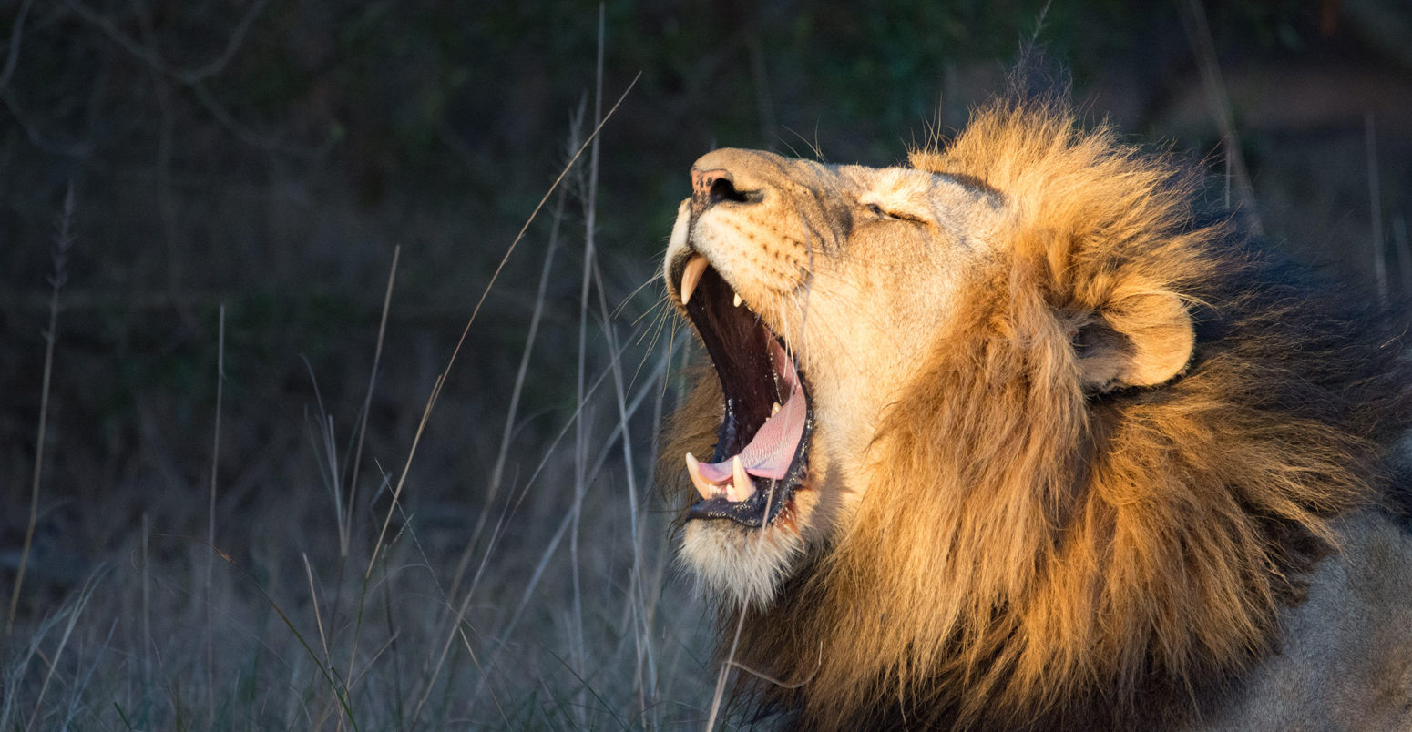 Lion yawning, Grahamstown, Eastern Cape, South Africa. Credit: Richard Smith / Alamy Stock Photo