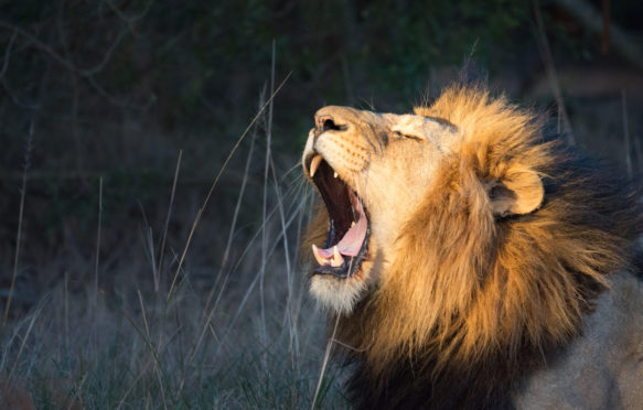 Lion yawning, Grahamstown, Eastern Cape, South Africa. Credit: Richard Smith / Alamy Stock Photo