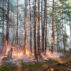 A forest fire in central Sakha Republic, Russia.