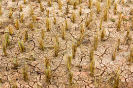 Dry and cracked rice field after harvest in winter, Thailand.