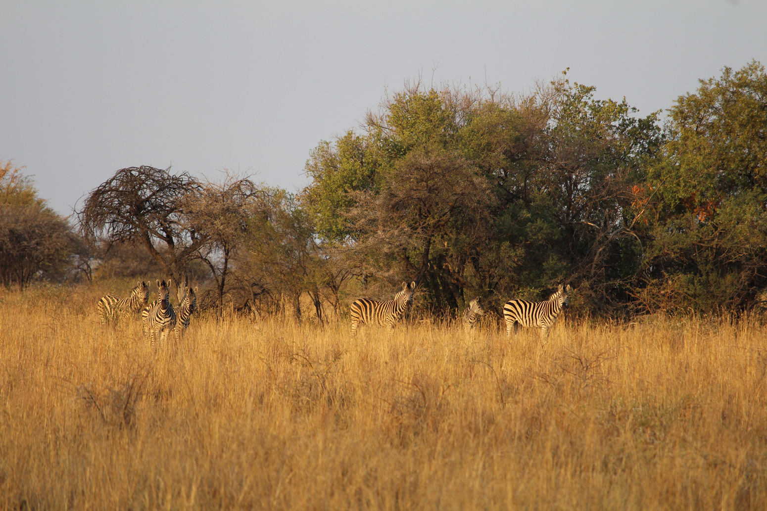 Herd of zebras in savannah, South Africa 2016.