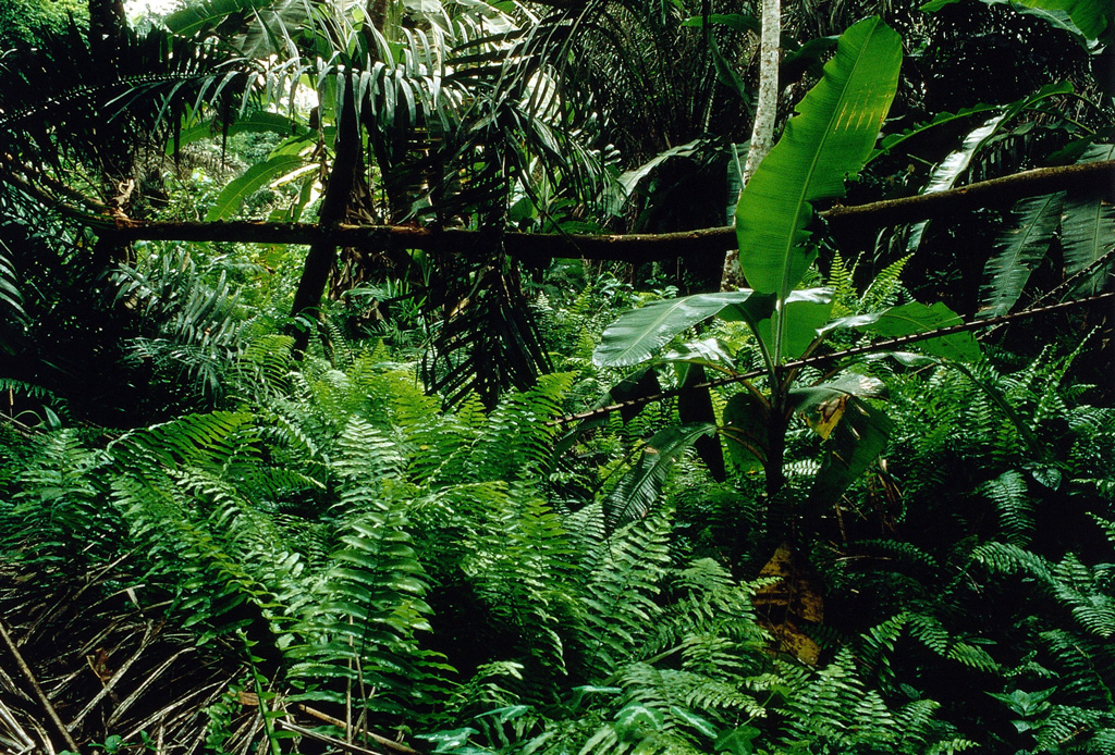 Rainforest in Nigeria.