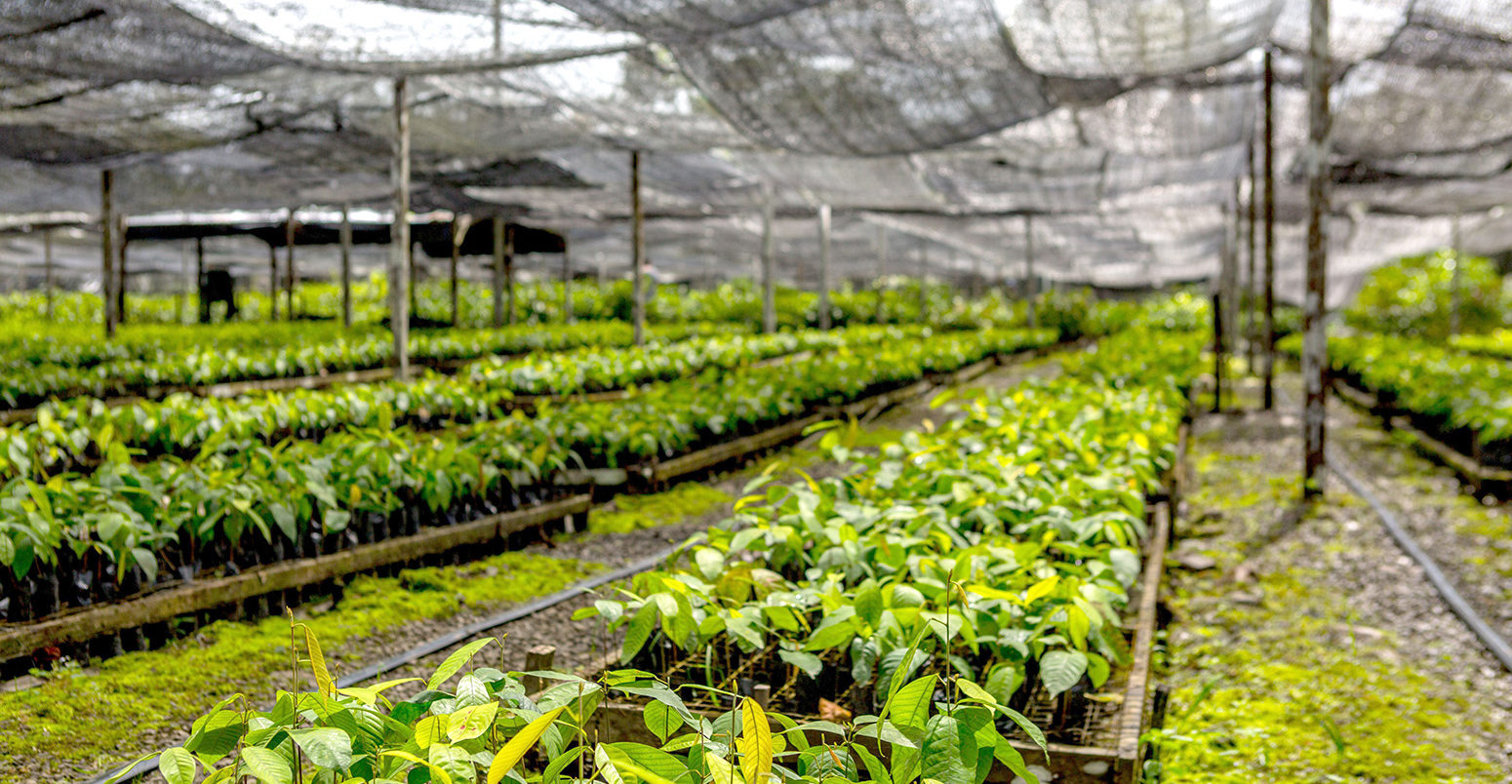 Seedlings in a tree nursery in Sabah, Malaysia. Credit: Sonny Royal, SEARRP.