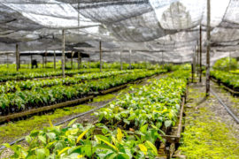 Seedlings in a tree nursery in Sabah, Malaysia. Credit: Sonny Royal, SEARRP.