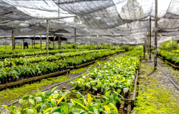 Seedlings in a tree nursery in Sabah, Malaysia. Credit: Sonny Royal, SEARRP.