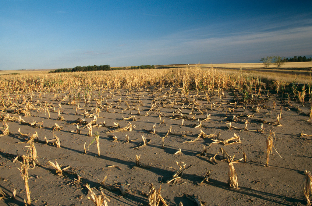 Crop failure due to drought, Nebraska, USA. 