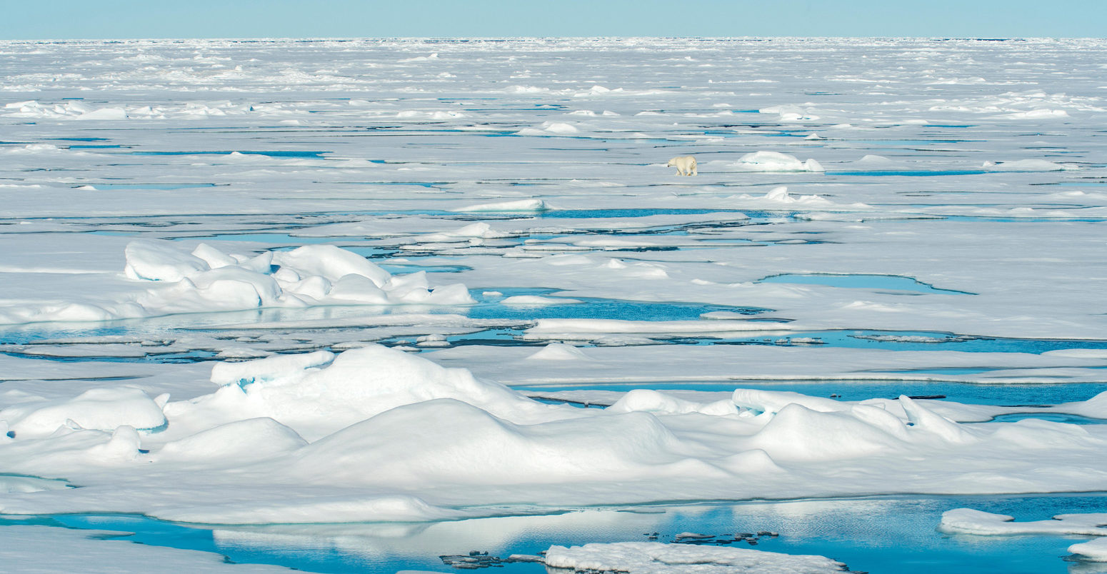 Polar-bear-on-pack-ice-in-Northern-Arctic