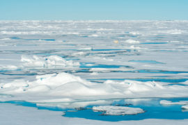 Polar-bear-on-pack-ice-in-Northern-Arctic