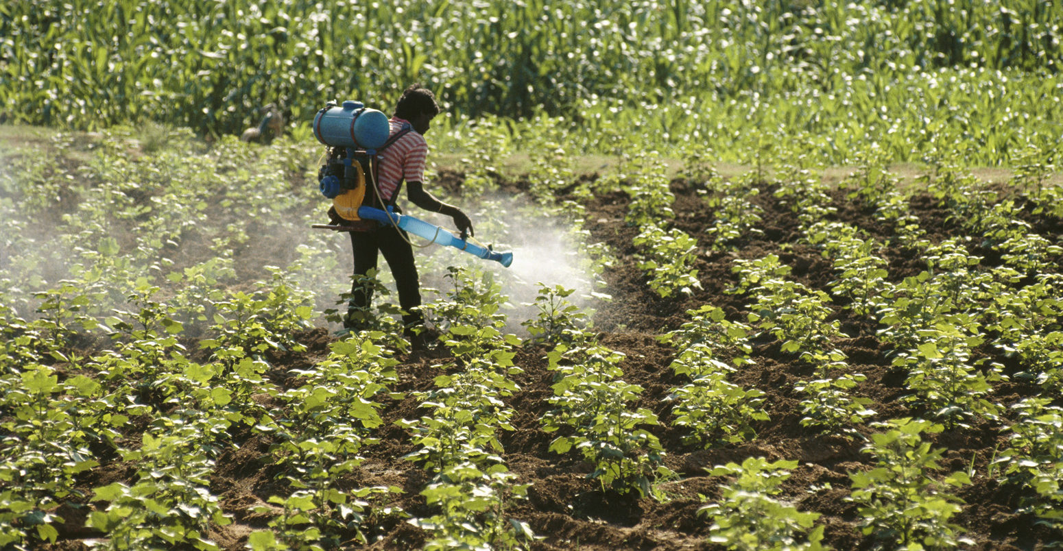 Man spraying fertiliser and pesticides in a ground nut field, India.