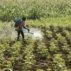 Man spraying fertiliser and pesticides in a ground nut field, India.
