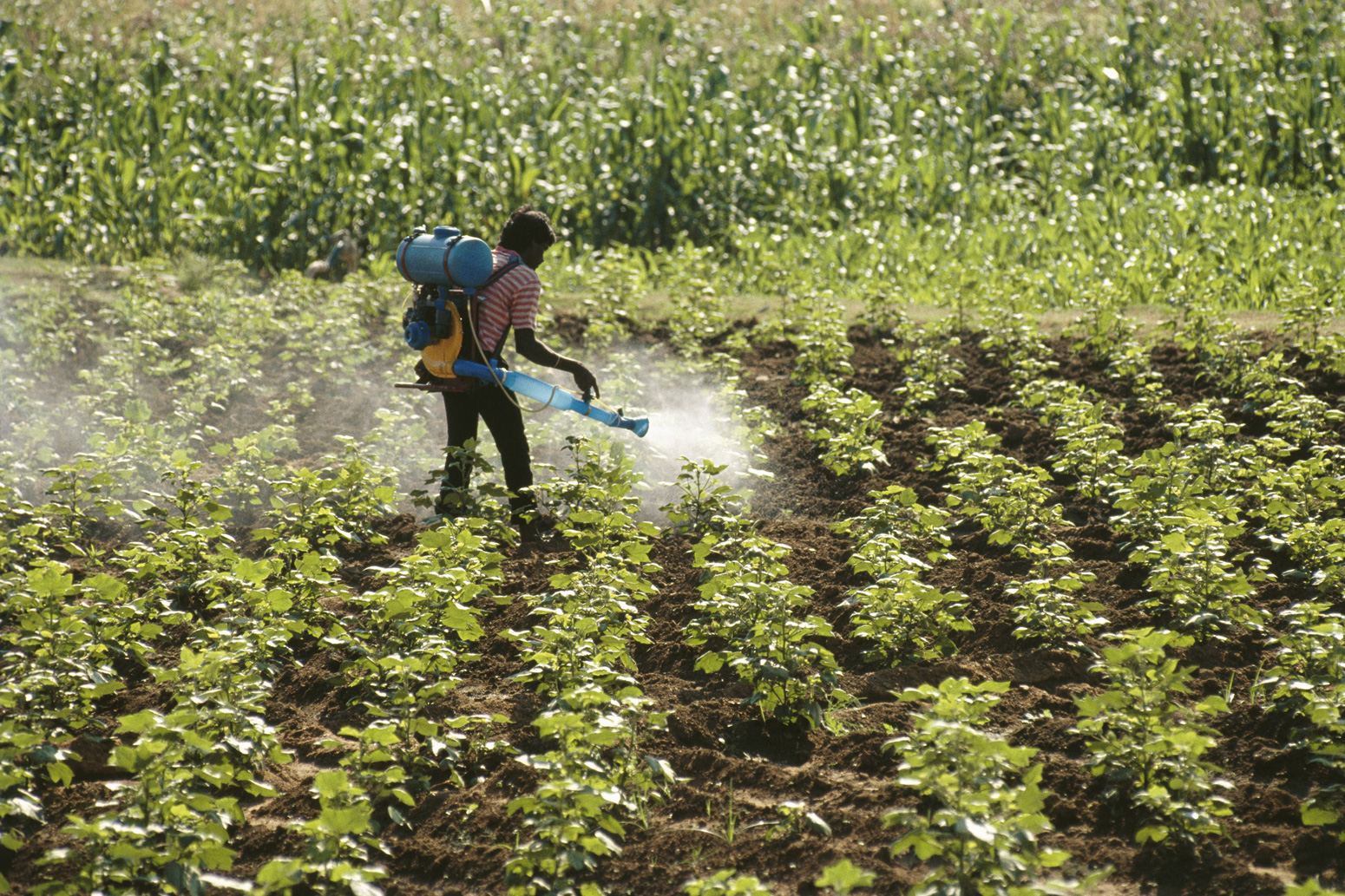 Nitrogen fertiliser use could ‘threaten global climate goals’