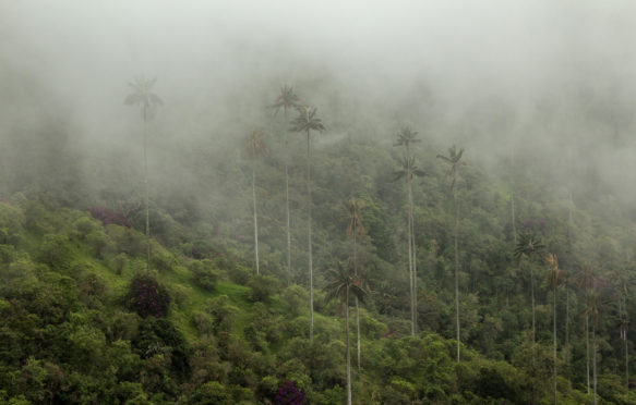 Foggy-rainforest-of-wax-palm-trees-of-the-Andes-in-Cocora-Valley-Colombia