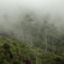 Foggy-rainforest-of-wax-palm-trees-of-the-Andes-in-Cocora-Valley-Colombia