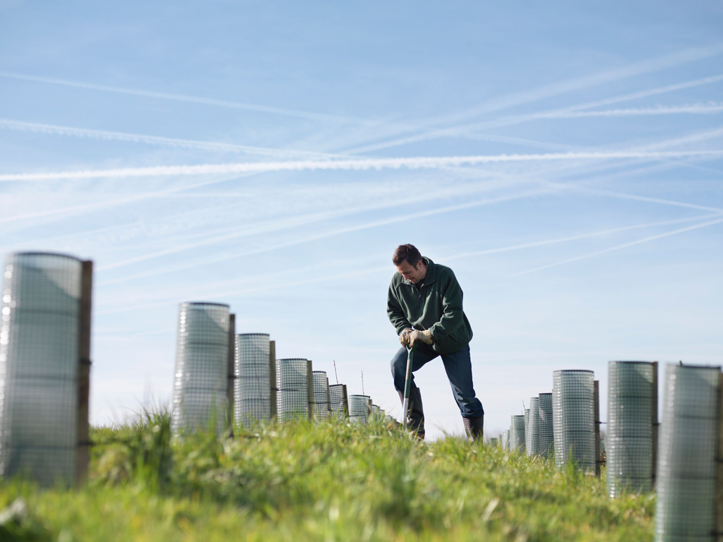 Man planting young trees in Yorkshire. 