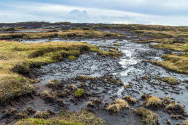 Blanket peat bog moorland on Kinder Scout