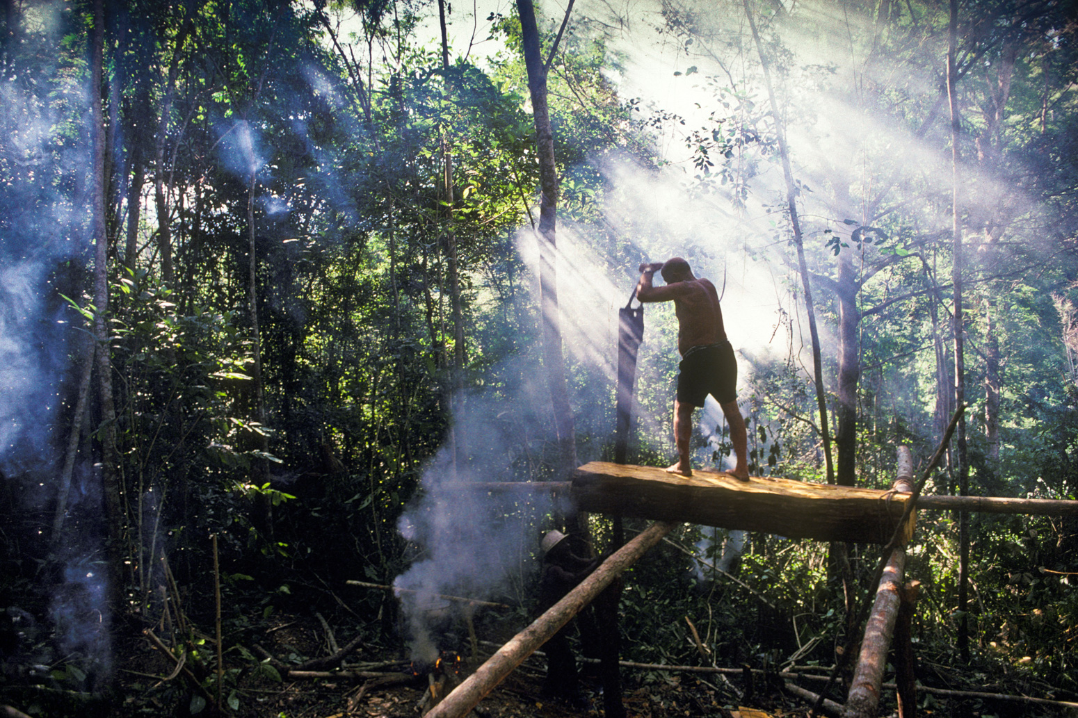 The-illegal-clearing-of-tropical-forest-hardwood,-Bahia,-Brazil